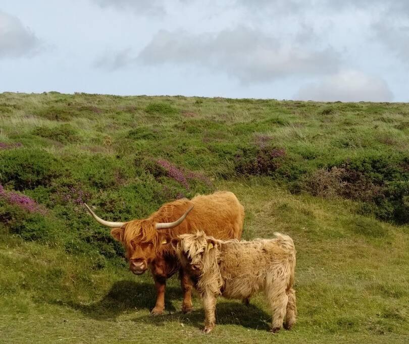 Hennock The Dairy - Quaint 1Br In Dartmoor National Parkヴィラ エクステリア 写真